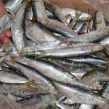 Fresh Frozen Sardine Bait For Tuna
